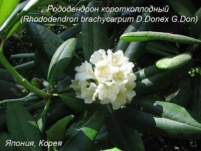 виды рододендронов, сорта рододендронов, цветущие рдодендроны, рододендрон цветок