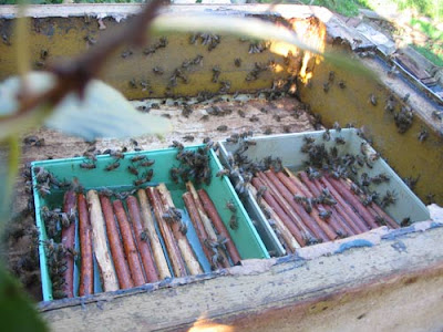 мёд, пчёлы, кормление пчёл, кормушка для пчёл, пчеловодство