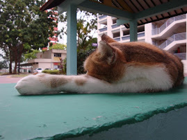 My Fav. Cat (Ah Hua aka Fluffy aka slacker)