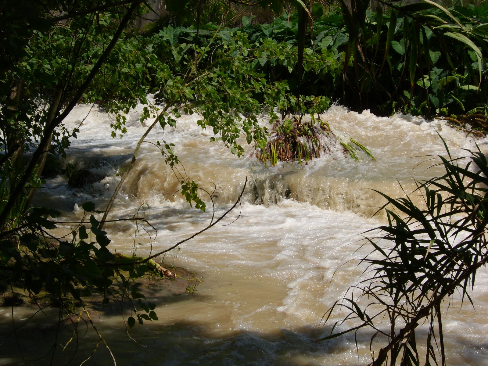 NATURALEZA VERDE DEL LEGOLAS PARQUE DE LA CORCHUELA SEVILLA