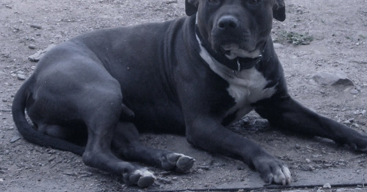 The Machinist's Wife How Our Dog Survived a Tiger Snake Bite With