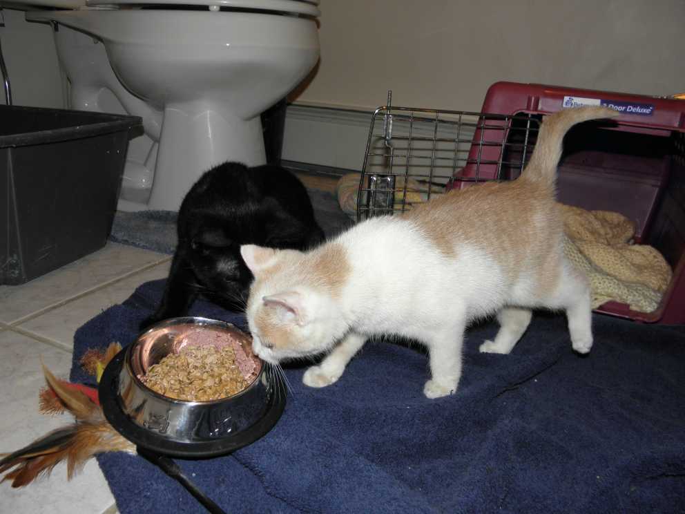 Tails From The Foster Kittens What I Know Uri