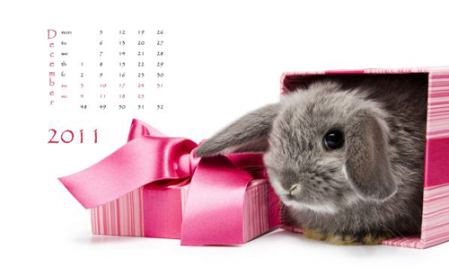 Picture of Happy Chinese New Year 2011 with Colorful Rabbit and Spring