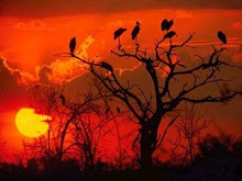 Ocaso rojo de aves que bailan sobre las ramas...