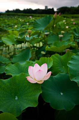 Anapji Pond
