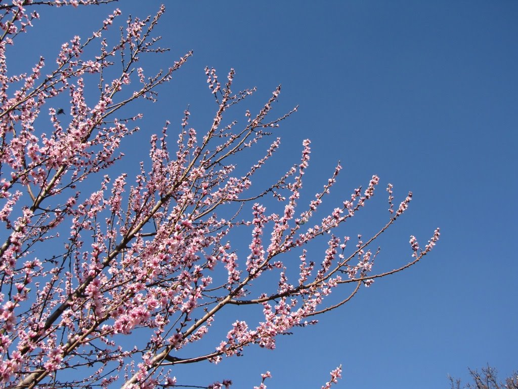 Spring Is Here In South Africa Natural Suburbia