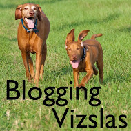 Other Vizslas Who Blog