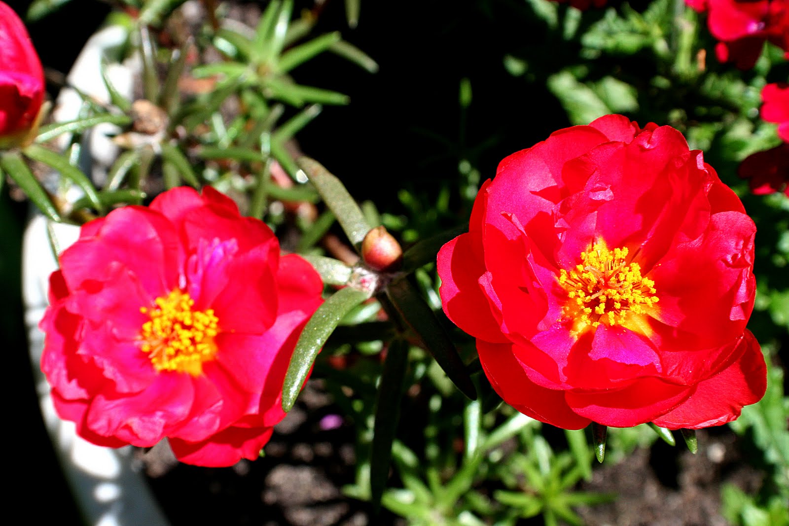 A Niagara Region Garden: Ruby Tuesday June 07 2010