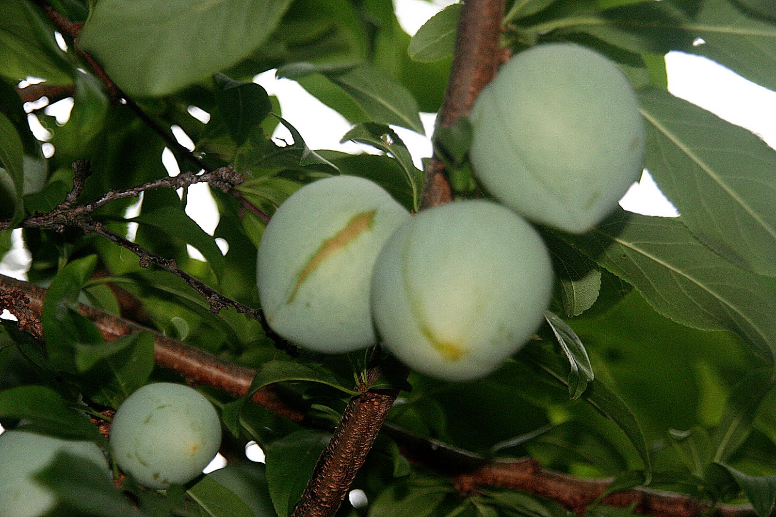A Niagara Region Garden My Fruit Trees