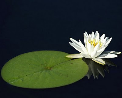 yasamakdirenmektir: Ekim 2010