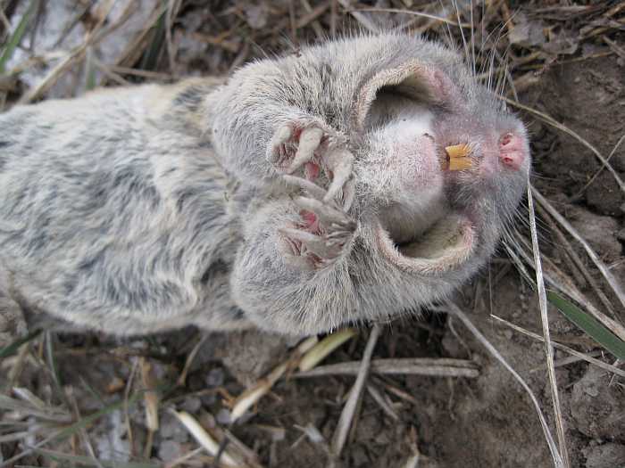 Life among the Tall Pines Why they are called pocket gophers