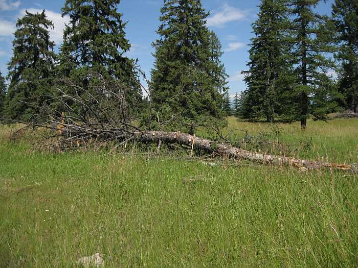 Life among the Tall Pines Tree trimming