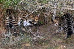 Camera Trap Codger: Texas ocelots caught on cam