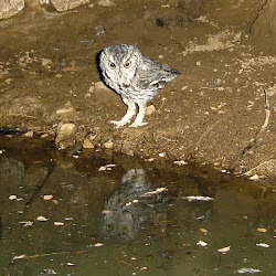 golden guzzlers trap vernon jackie water screech flies wet bird never night sullivan ed codger camera unless appearances comedian approaching