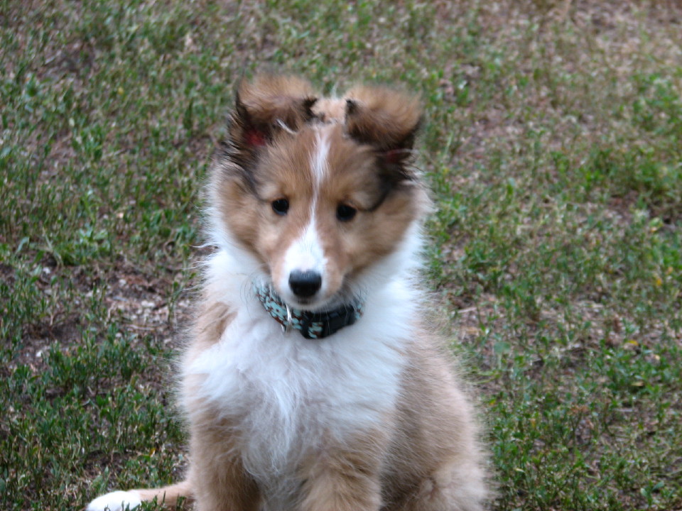 Sheltie Puppies And Dog Photos - Pictures Of Animals 2016