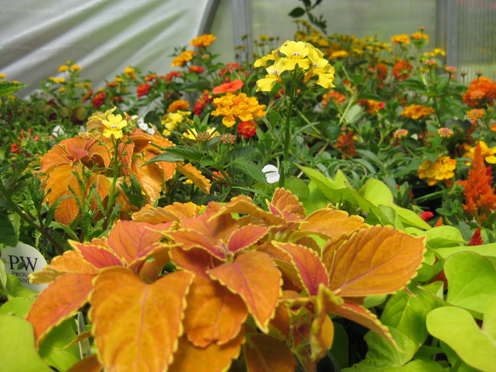 Victoria Gardens Annuals!