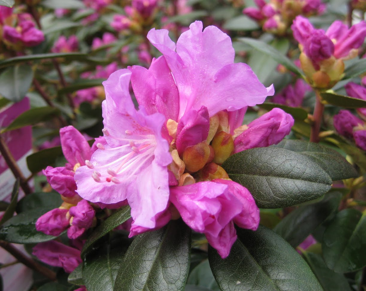 Victoria Gardens PJM 'Elite' Rhododendron