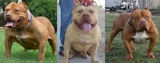 American bully misturado com red nose Clearance