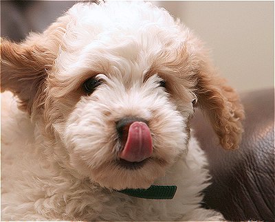 mini goldendoodle pictures. Puppies!
