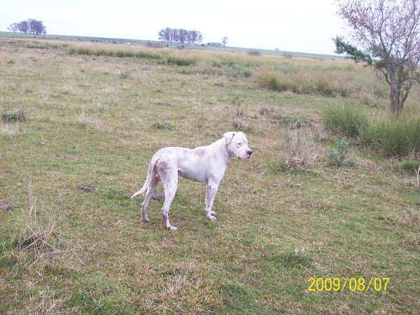 DOGO ARGENTINO RAYO