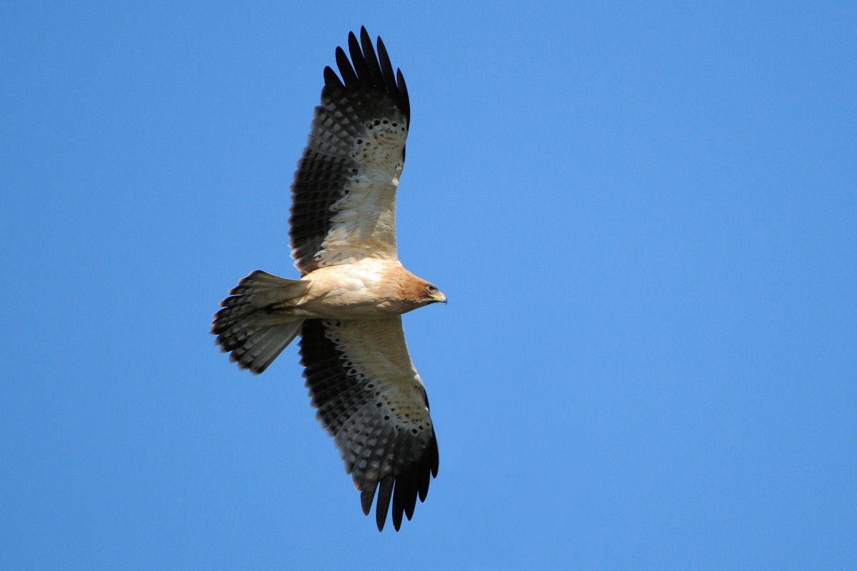Soaring Raptors Birdwatching Algarve: Soaring Raptors