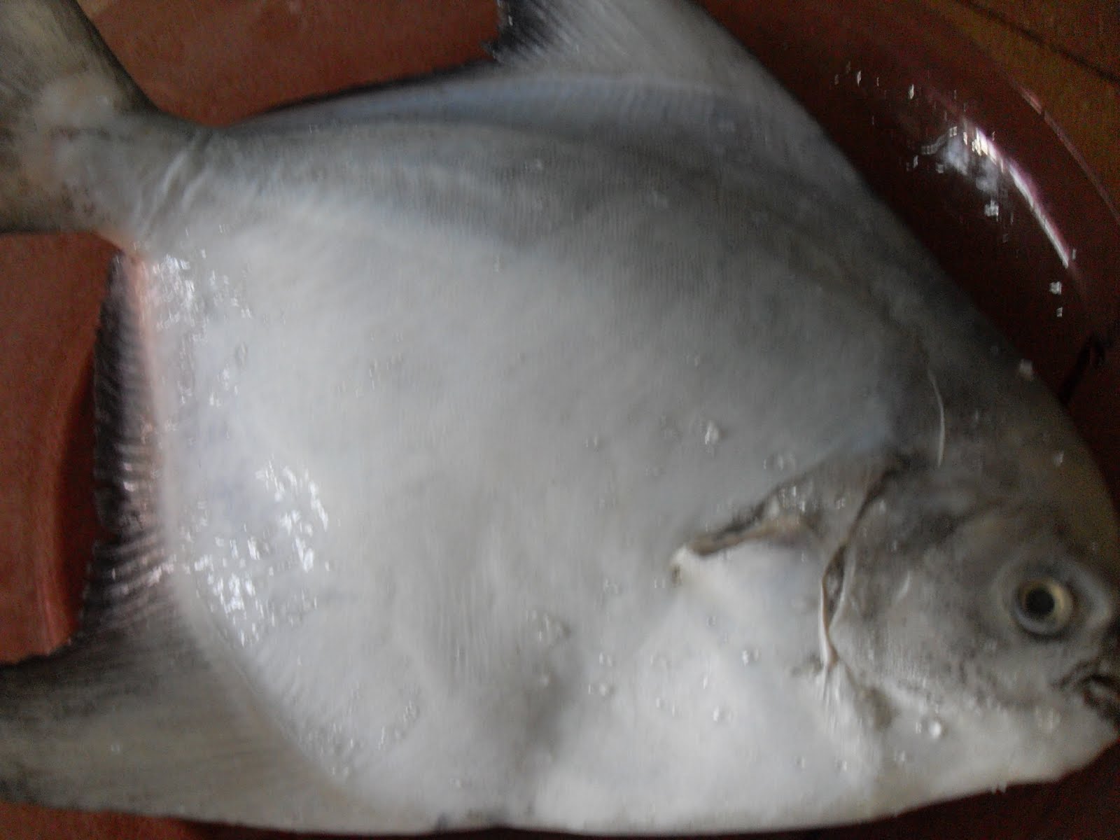 Steamed White Pomfret Fish