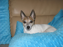 Jacky - our Jack Russell with ADHD