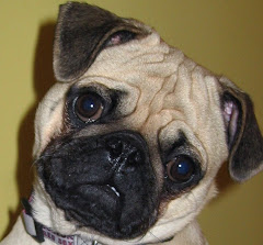 Gus, our Pug (our first baby)