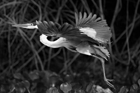 [0312Maguary--Pantanal-Norte.jpg]