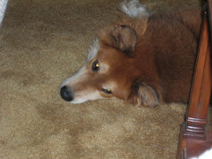 The Dog