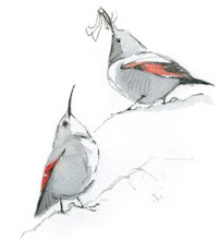 Wallcreeper