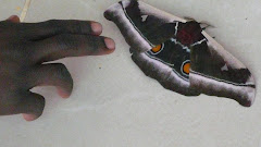Moth compared to Eman's hand