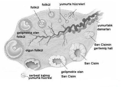 [YUMURTLAMA+GÜNÜ.jpg]