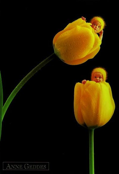 Tulipas.jpg