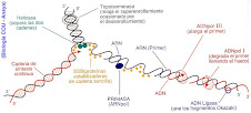 La cadena con ARN cebador, es denominada cadena retrasada