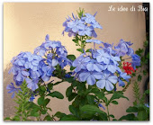 Fiori azzurri