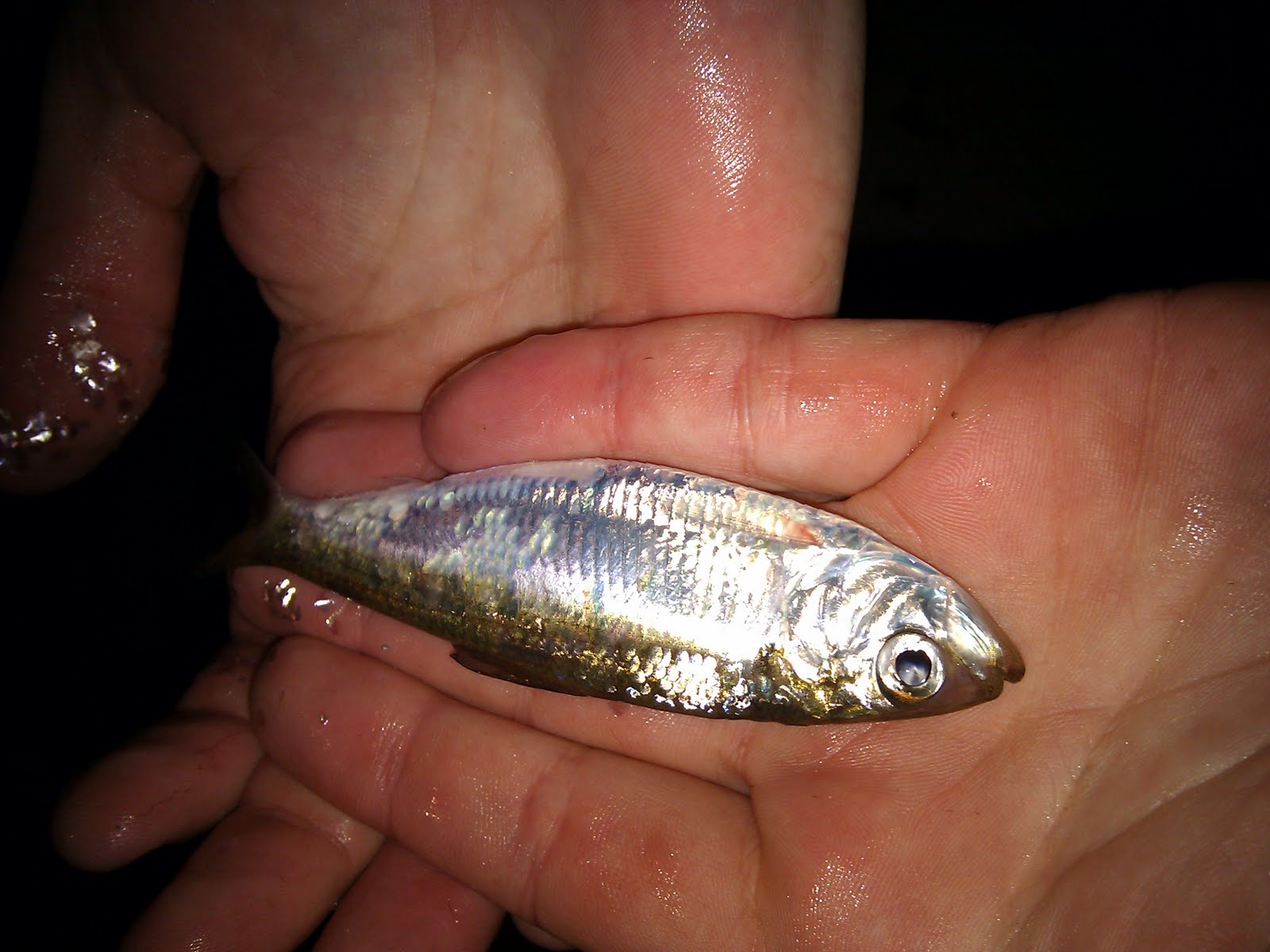 Chicago Smelt Fishing 2010