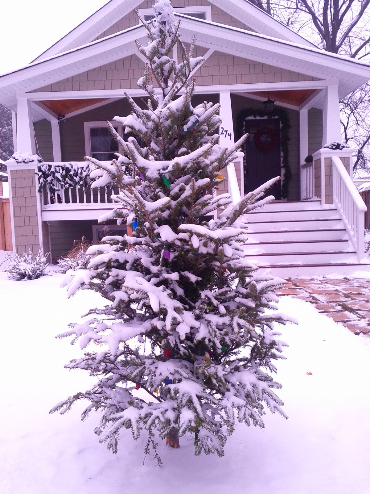 Elmhurst Front Yard Christmas Tree Tradition 2010 Edition