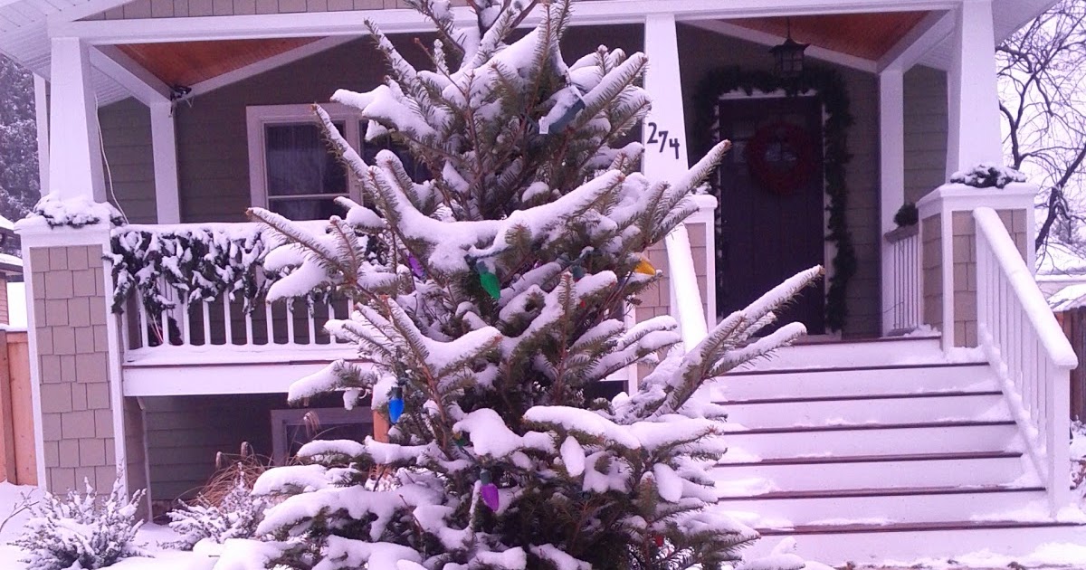 Elmhurst Front Yard Christmas Tree Tradition 2010 Edition