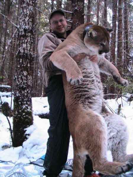 [found-a-big-mountain-lion.jpg]