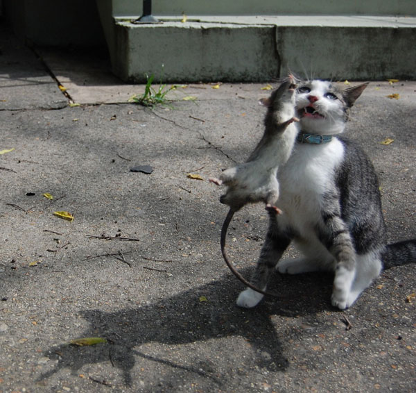 [catholdingrat2.jpg]