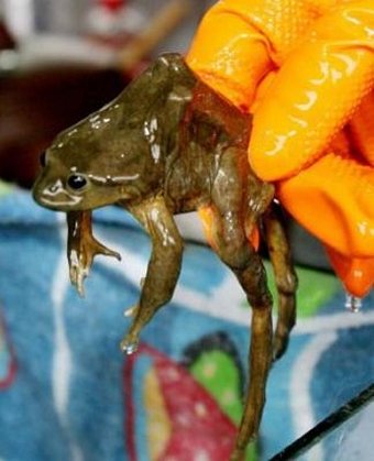 [frog3.jpg]