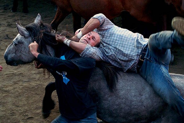 [horse11.jpg]