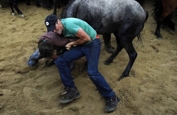[horse12.jpg]