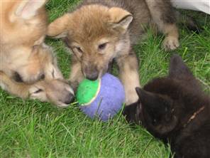 [Science_wolfpups.300w.jpg]