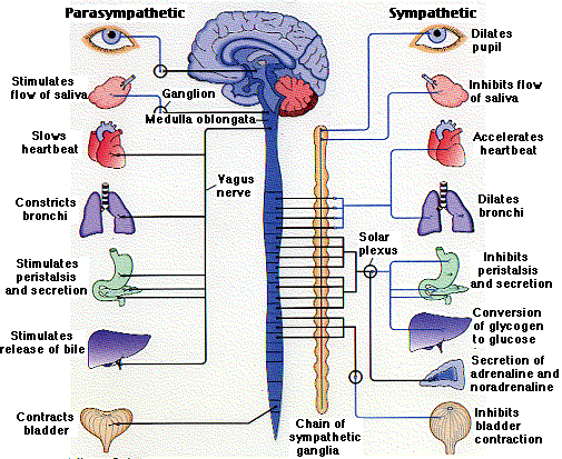 Both the sympathetic and parasympathetic nervous systems 