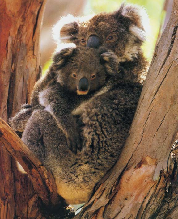 Коала и змея. Влюбленные коалы. Коалы обнимаются. Две коалы обнимаются. Коала целуются.