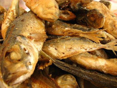 [Jaquinzinhos_2.jpg]