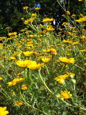 [malmequeres_em_santarem_1.jpg]