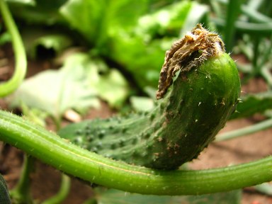 [pepino_em_santarem.jpg]